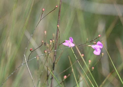 Jackson false foxglove (Agalinis filicaulis)