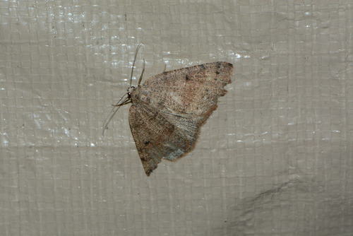 iNaturalist observation photo of Butterflies and Moths