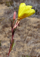 Oenothera elata hookeri