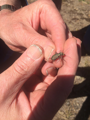 Cicindela depressula