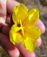 Oenothera elata hookeri