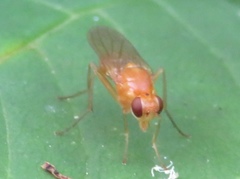 Psila
