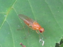 Psila