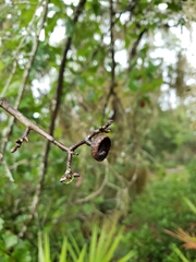 Quercus x walteriana