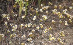 Leptosiphon lemmonii