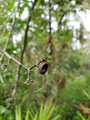 Quercus x walteriana