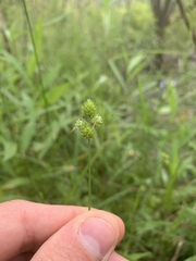 Carex bebbii