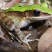 Green Cascade Frog - Photo (c) Thomas Brown, some rights reserved (CC BY)