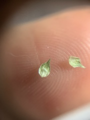 Carex bebbii