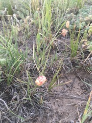 Astragalus ceramicus
