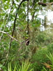 Quercus x walteriana