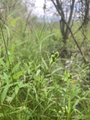 Carex bebbii