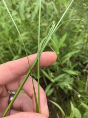 Carex bebbii