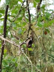 Quercus x walteriana