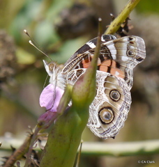 Vanessa virginiensis