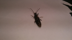 Tetropium castaneum