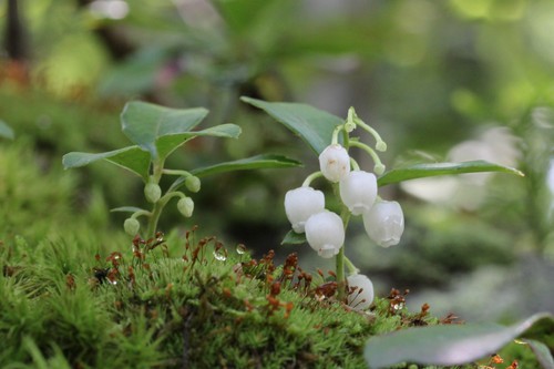 Wintergreen / Teaberry
