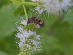 Euodynerus crypticus