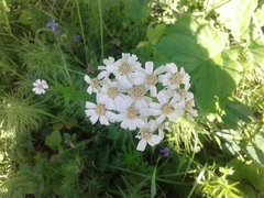 Achillea impatiens