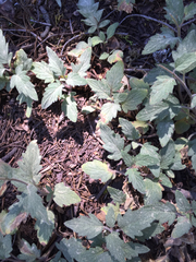 Phacelia hydrophylloides
