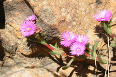 Ruschia diversifolia