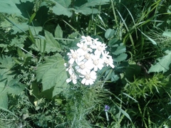 Achillea impatiens