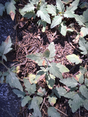 Phacelia hydrophylloides