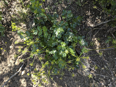 Tauschia arguta