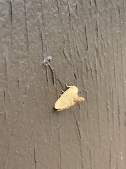 Tortricidia testacea