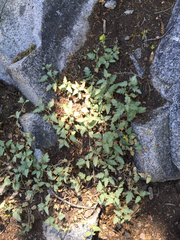 Phacelia hydrophylloides