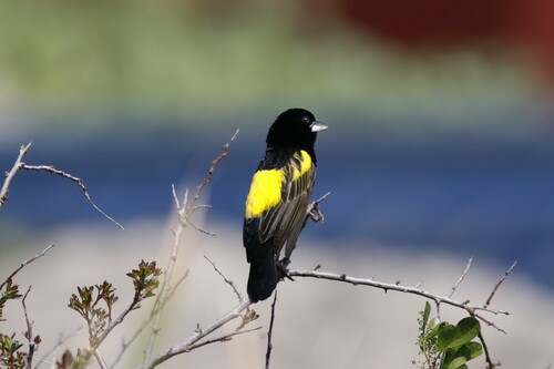 Yellow Bishop (Euplectes capensis), photo 4