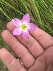 Sabatia campanulata