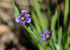 Sisyrinchium