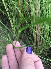 Sabatia campanulata