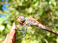 Trithemis annulata