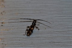 Heterachthes quadrimaculatus