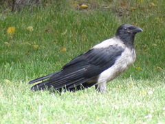 Corvus cornix