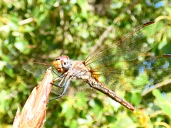 Trithemis annulata