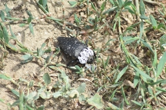 Capnodis tenebrionis