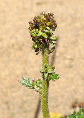 Acaena pinnatifida californica