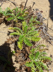 Acaena pinnatifida californica