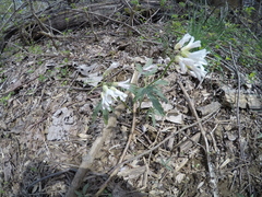 Cardamine concatenata