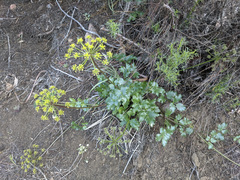 Tauschia arguta