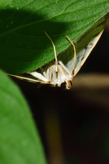 Conchylodes ovulalis