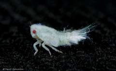 Flatormenis proxima