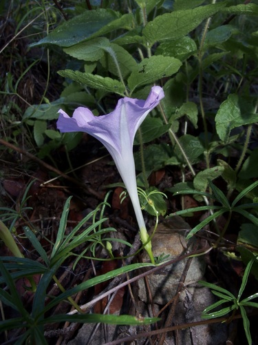 Image of Ipomoea tenuiloba by (c) Sue Carnahan, some rights reserved (CC BY)