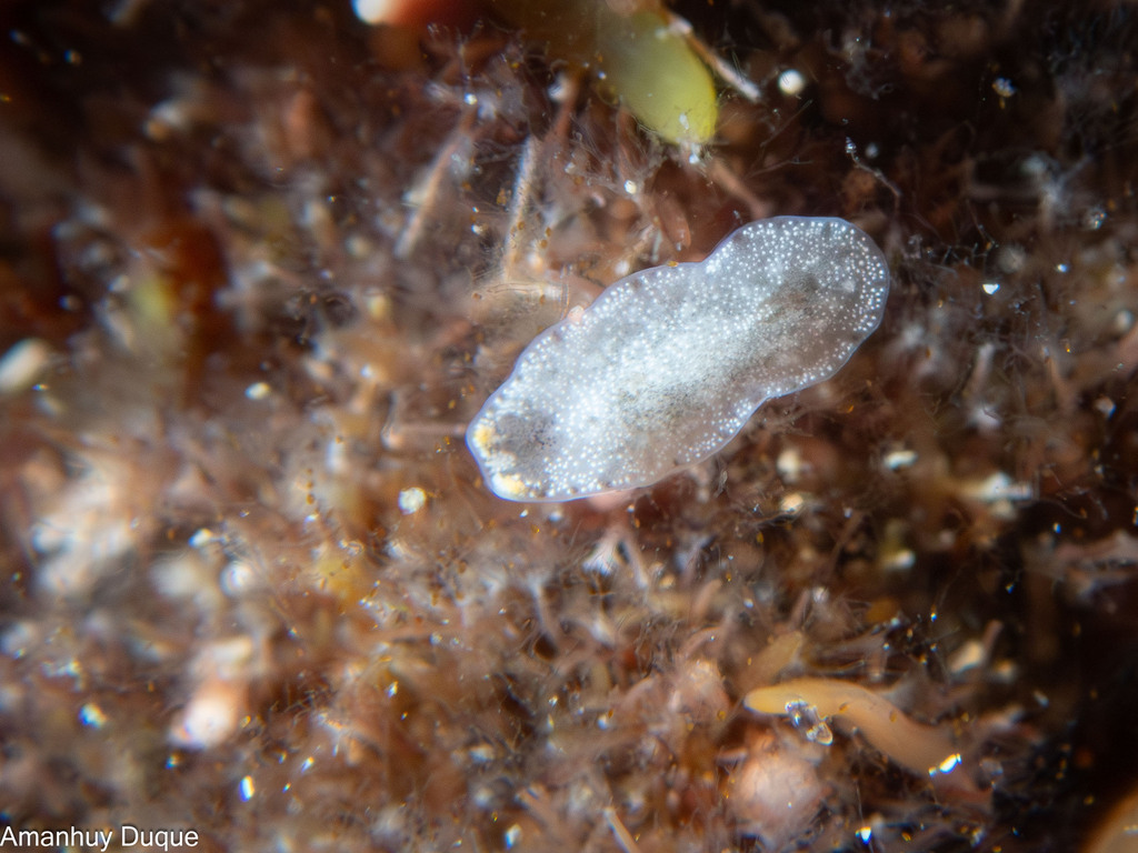 Cycloporus gabriellae