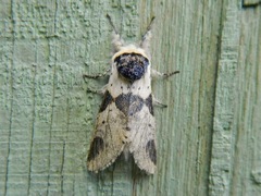 Furcula scolopendrina