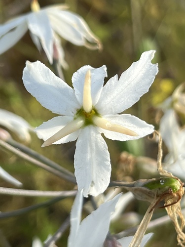 Image of Leucocoryne ixioides by (c) Ben Lyle Bedard, some rights reserved (CC BY)