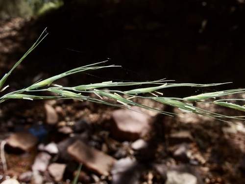 Image of Elymus arizonicus by (c) Sue Carnahan, some rights reserved (CC BY)